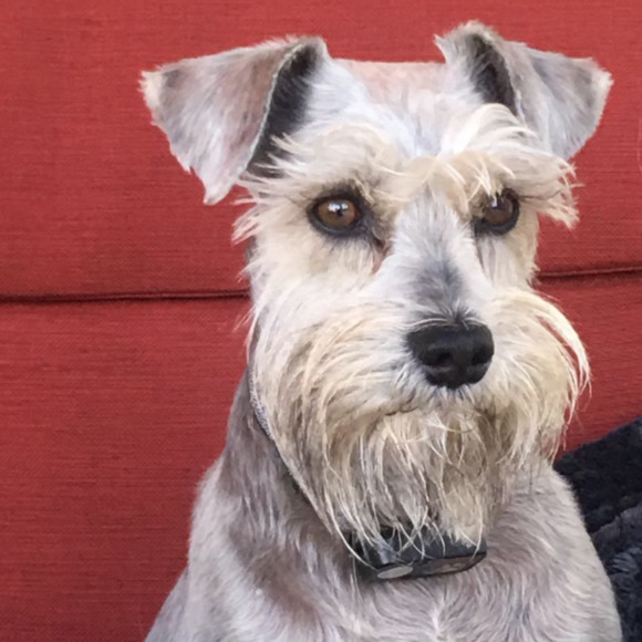 luvmyschnauzer